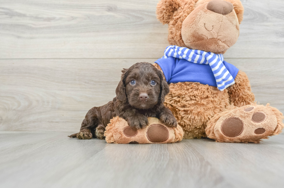 6 week old Cockapoo Puppy For Sale - Windy City Pups