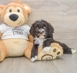 8 week old Cockapoo Puppy For Sale - Windy City Pups