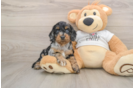 Cute Cockapoo Baby