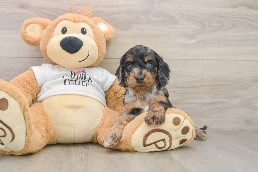 Cockapoo Pup Being Cute