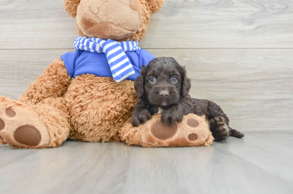 5 week old Cockapoo Puppy For Sale - Windy City Pups