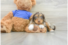 Cockapoo Pup Being Cute