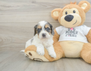 8 week old Cockapoo Puppy For Sale - Windy City Pups