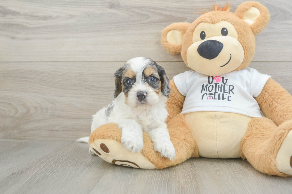 6 week old Cockapoo Puppy For Sale - Windy City Pups
