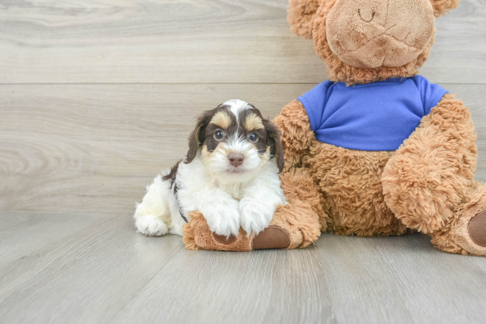 Petite Cockapoo Poodle Mix Pup