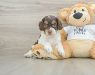 8 week old Cockapoo Puppy For Sale - Windy City Pups