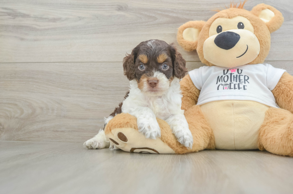 6 week old Cockapoo Puppy For Sale - Windy City Pups