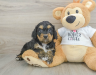 8 week old Cockapoo Puppy For Sale - Windy City Pups