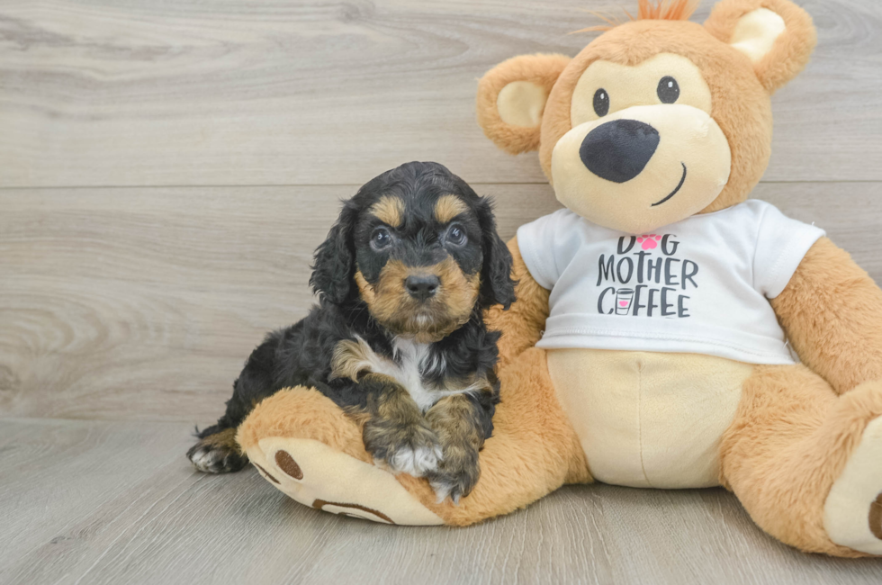 6 week old Cockapoo Puppy For Sale - Windy City Pups