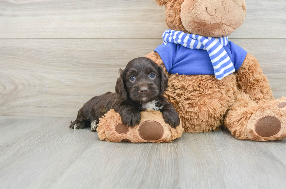 5 week old Cockapoo Puppy For Sale - Windy City Pups