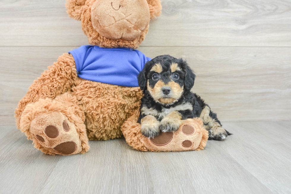 Best Cockapoo Baby