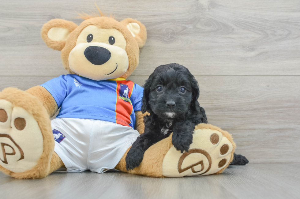 5 week old Cockapoo Puppy For Sale - Windy City Pups