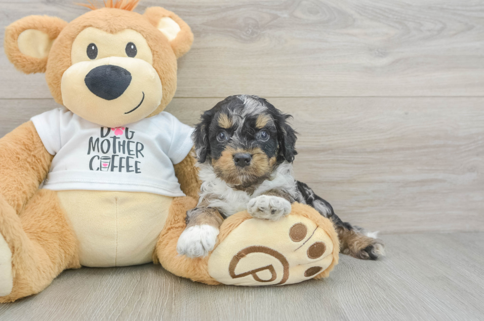 6 week old Cockapoo Puppy For Sale - Windy City Pups