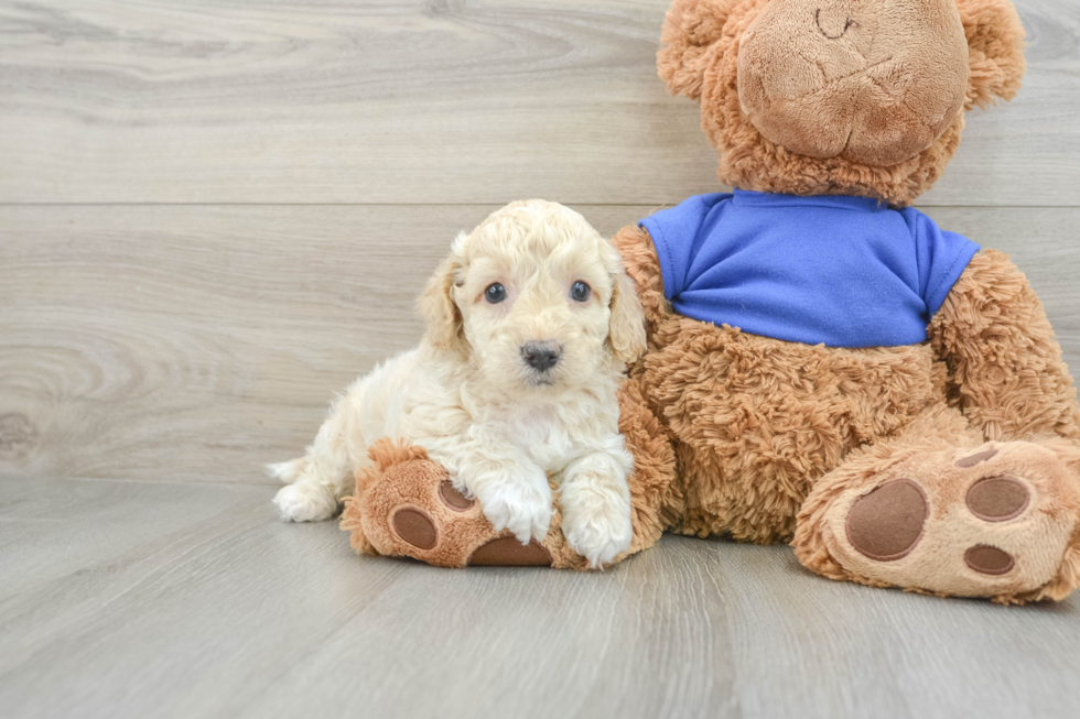 Happy Cockapoo Baby