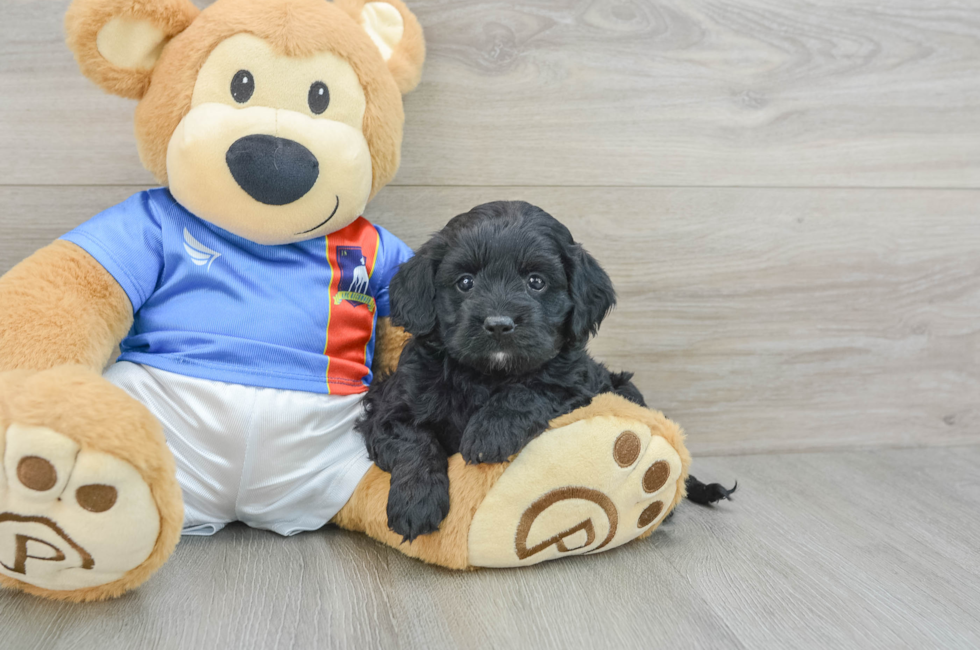 5 week old Cockapoo Puppy For Sale - Windy City Pups