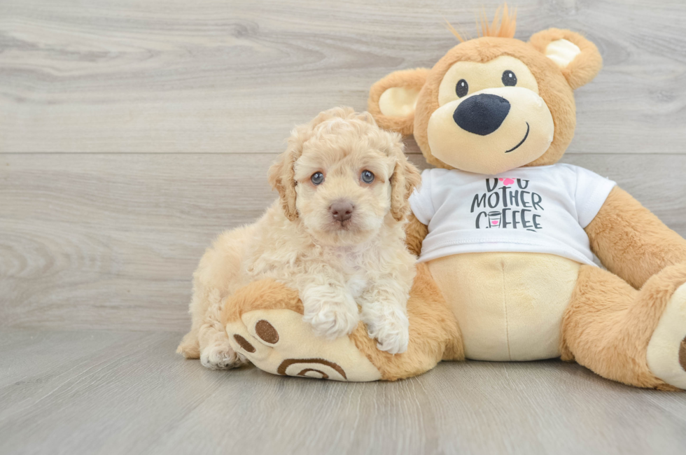 6 week old Cockapoo Puppy For Sale - Windy City Pups