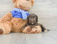 6 week old Cockapoo Puppy For Sale - Windy City Pups