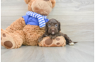 Smart Cockapoo Poodle Mix Pup