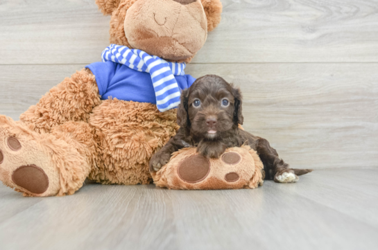 Smart Cockapoo Poodle Mix Pup