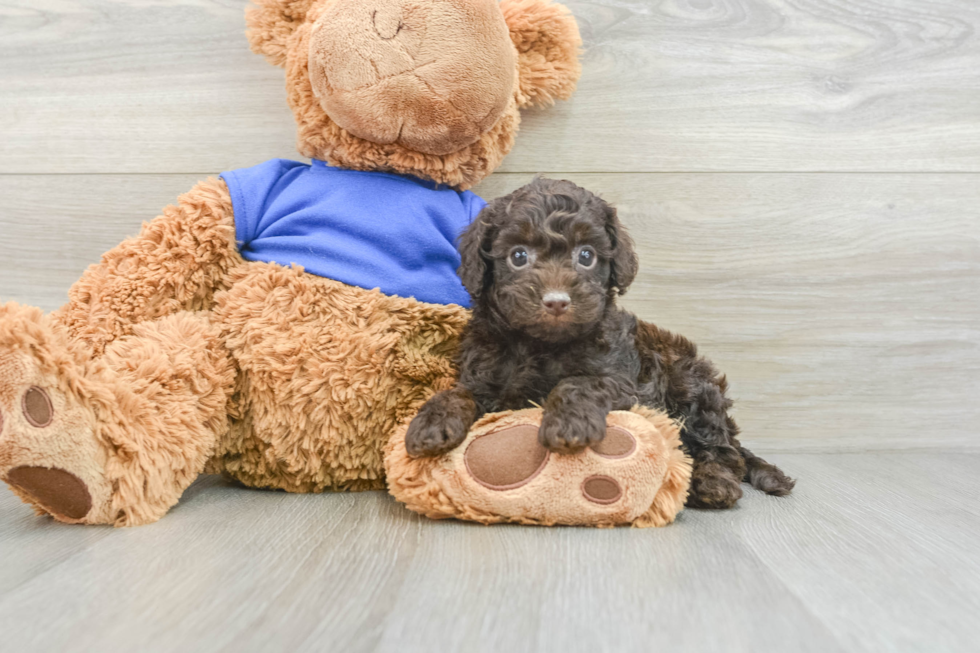 Cockapoo Puppy for Adoption