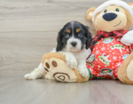 5 week old Cocker Spaniel Puppy For Sale - Windy City Pups