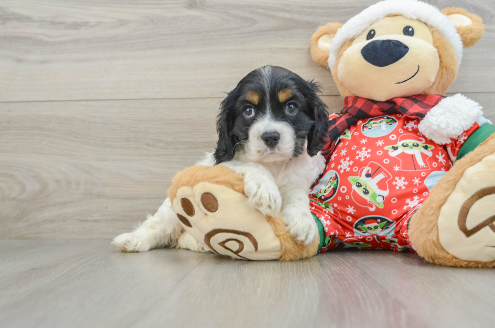 5 week old Cocker Spaniel Puppy For Sale - Windy City Pups