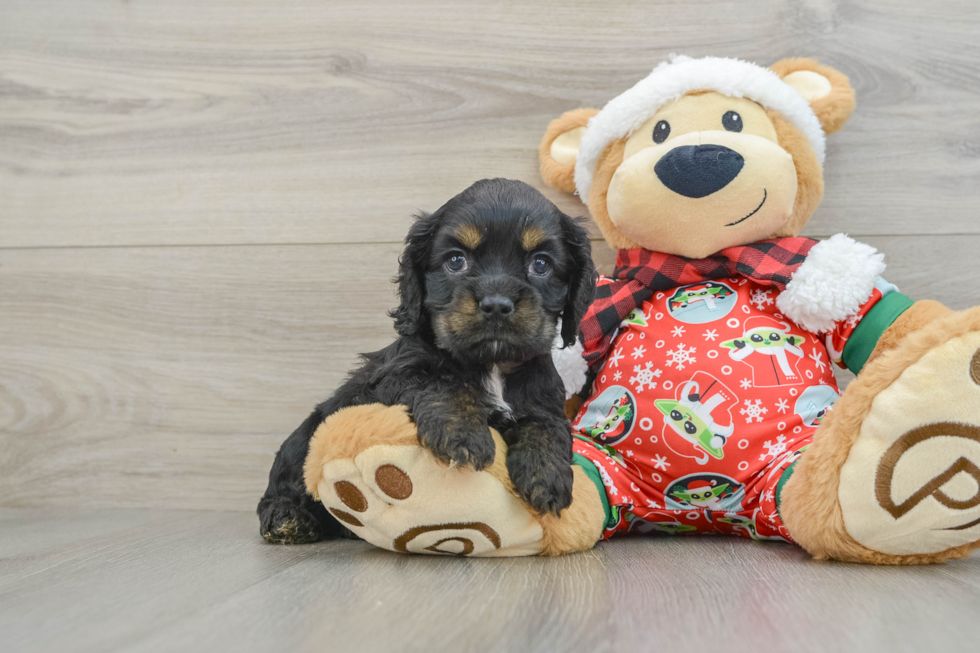 Cute Cocker Spaniel Purebred Pup