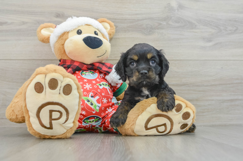 5 week old Cocker Spaniel Puppy For Sale - Windy City Pups