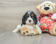 5 week old Cocker Spaniel Puppy For Sale - Windy City Pups