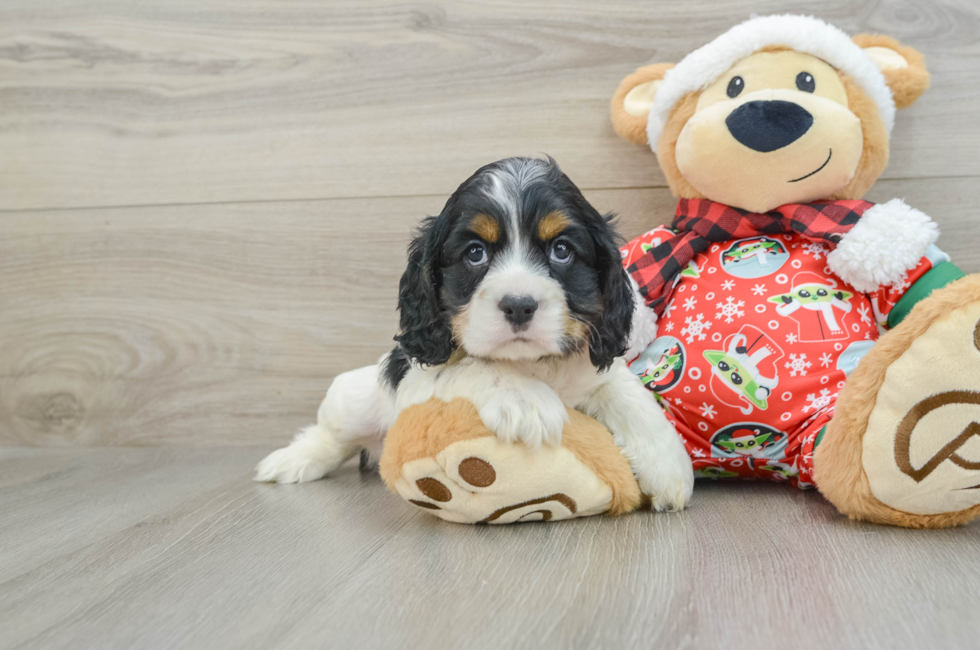 5 week old Cocker Spaniel Puppy For Sale - Windy City Pups