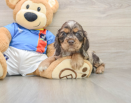 5 week old Cocker Spaniel Puppy For Sale - Windy City Pups