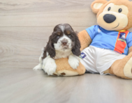 5 week old Cocker Spaniel Puppy For Sale - Windy City Pups