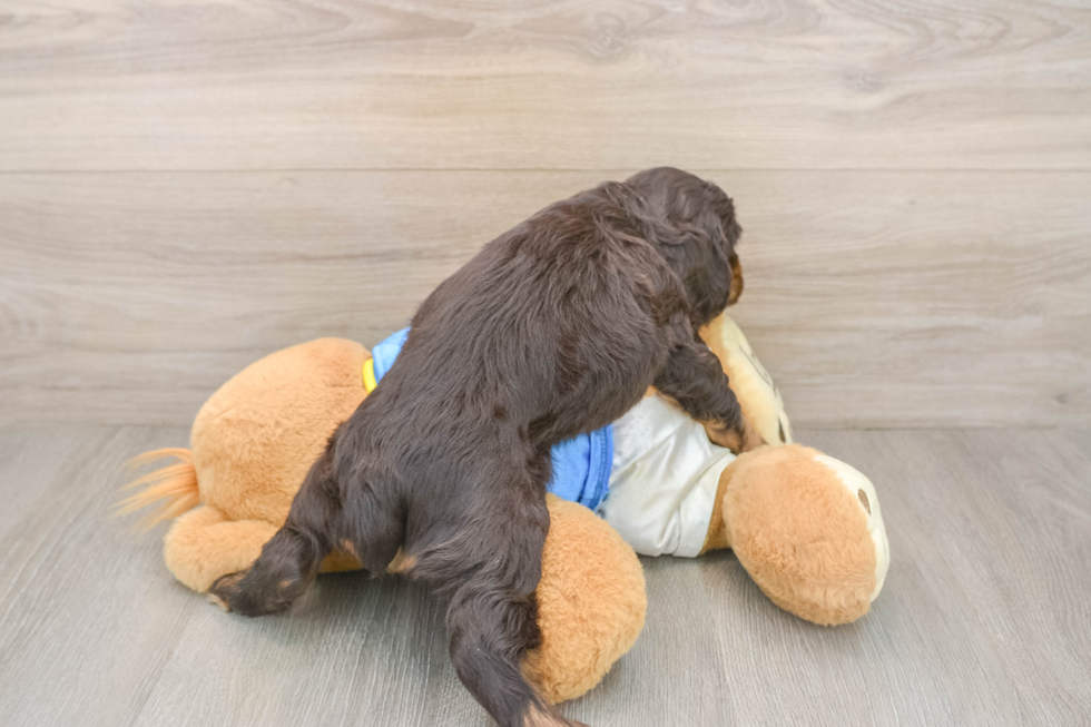 Cute Cocker Spaniel Purebred Puppy