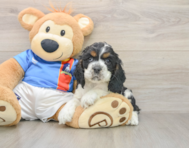 7 week old Cocker Spaniel Puppy For Sale - Windy City Pups