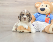 5 week old Cocker Spaniel Puppy For Sale - Windy City Pups