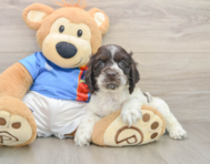 5 week old Cocker Spaniel Puppy For Sale - Windy City Pups