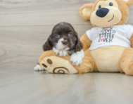 6 week old Cocker Spaniel Puppy For Sale - Windy City Pups