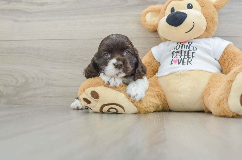 6 week old Cocker Spaniel Puppy For Sale - Windy City Pups