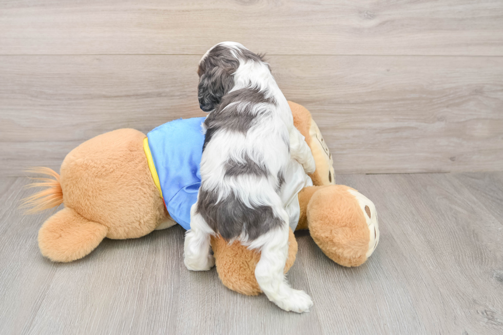 Cute Cocker Spaniel Purebred Puppy