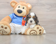 5 week old Cocker Spaniel Puppy For Sale - Windy City Pups