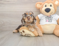 5 week old Cocker Spaniel Puppy For Sale - Windy City Pups