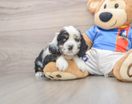 5 week old Cocker Spaniel Puppy For Sale - Windy City Pups