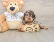 6 week old Cocker Spaniel Puppy For Sale - Windy City Pups