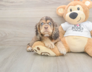 6 week old Cocker Spaniel Puppy For Sale - Windy City Pups