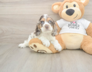 6 week old Cocker Spaniel Puppy For Sale - Windy City Pups