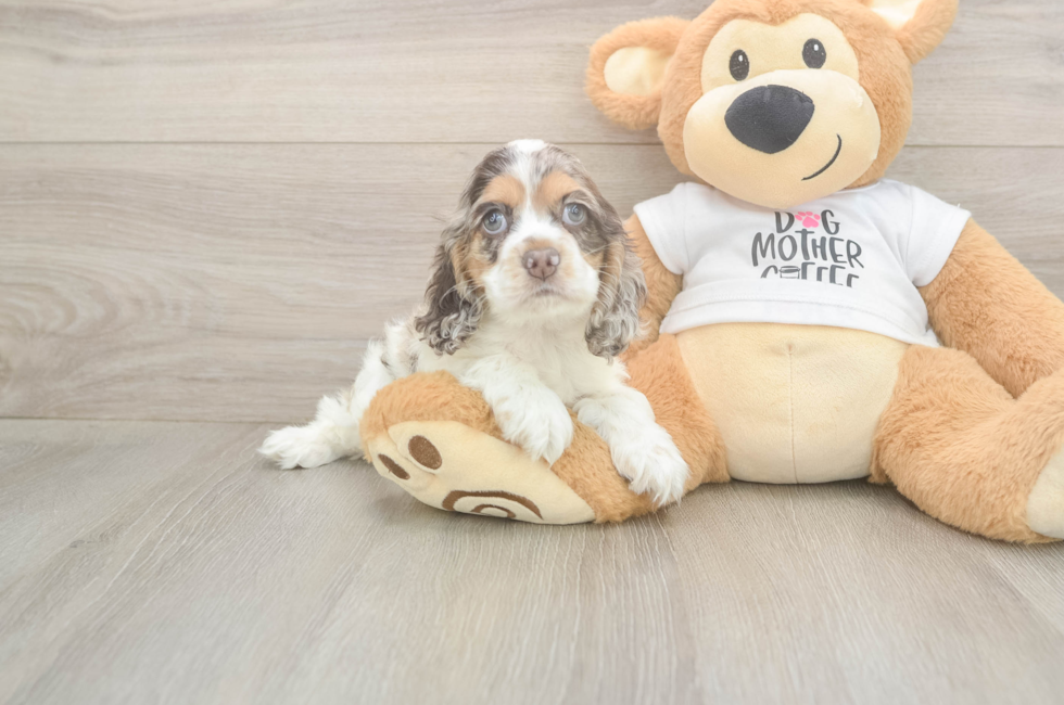 7 week old Cocker Spaniel Puppy For Sale - Windy City Pups