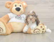 6 week old Cocker Spaniel Puppy For Sale - Windy City Pups