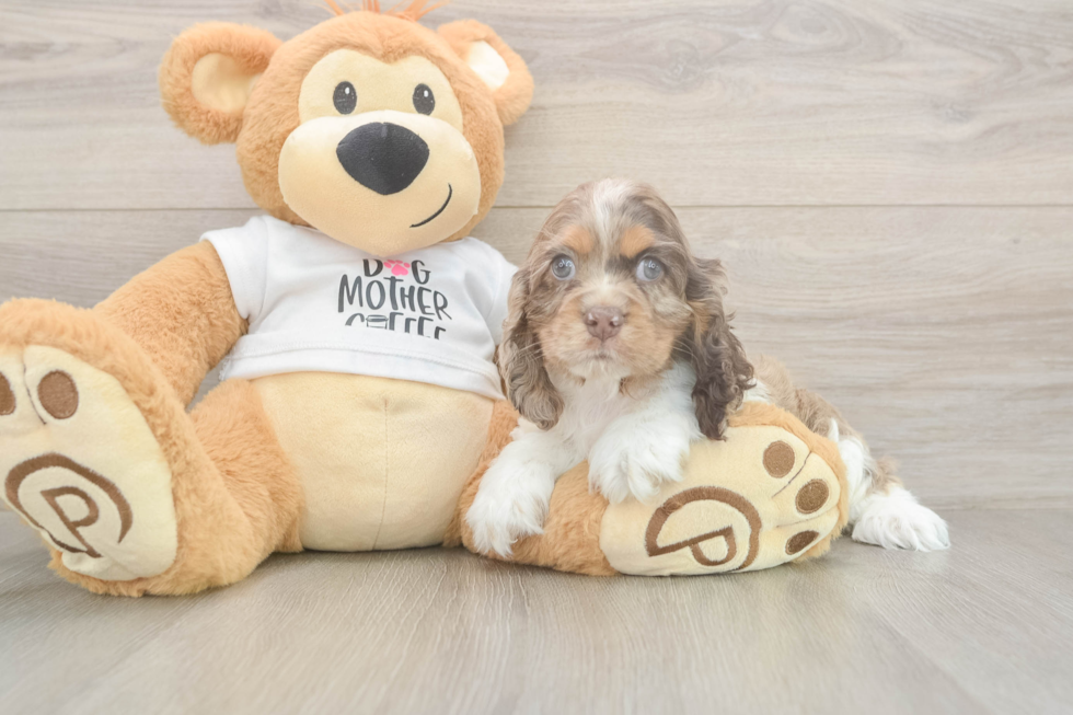 Best Cocker Spaniel Baby