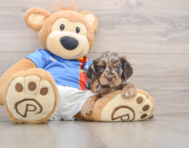 5 week old Cocker Spaniel Puppy For Sale - Windy City Pups