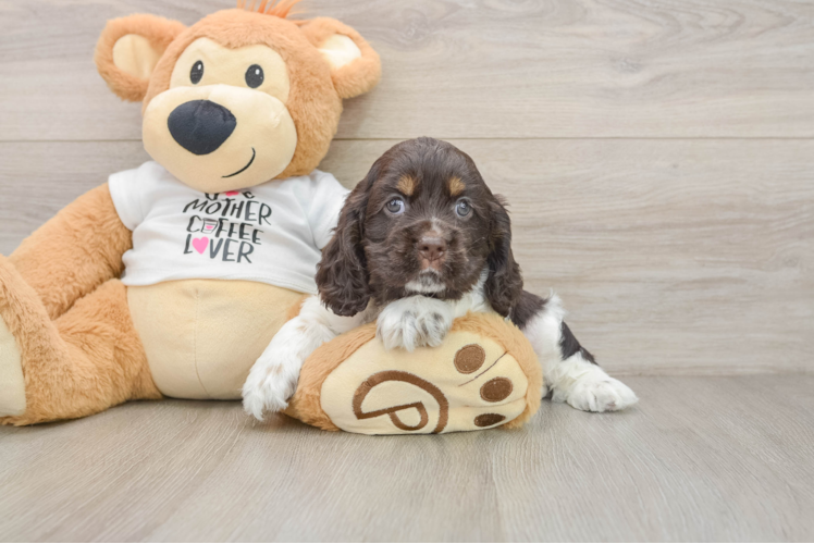 Cute Cocker Spaniel Purebred Puppy